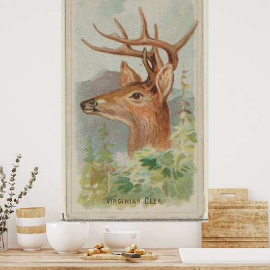 Illustratie van de  Witte Staarder (1888) Poster (Keuken)