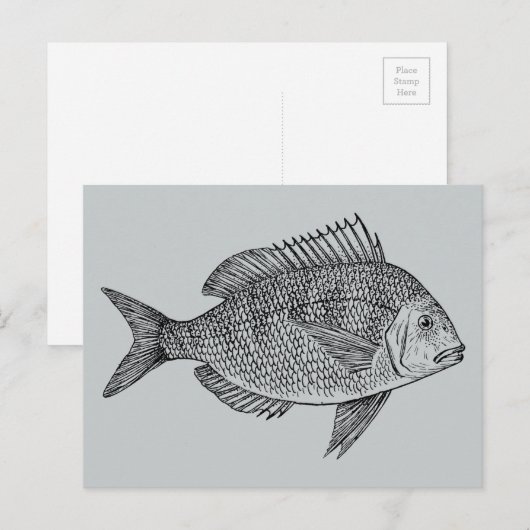  illustratie van de zeescheepvaart briefkaart (Voorkant / Achterkant)