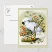  illustratie van door zwavelcresten veroorzaakte C Briefkaart (Voorkant / Achterkant)