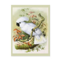 illustratie van door zwavelcresten veroorzaakte C