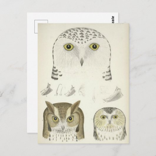  illustratie van drie uilen briefkaart (Voorkant / Achterkant)