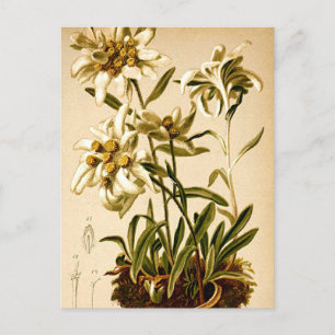 Illustratie van Edelweiss Bloemen Vintage Botanisc Briefkaart