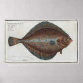  illustratie van een bot (1785) poster (Voorkant)