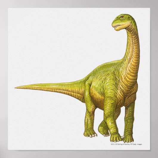 Illustratie van een Camarasaurus Poster (Voorkant)