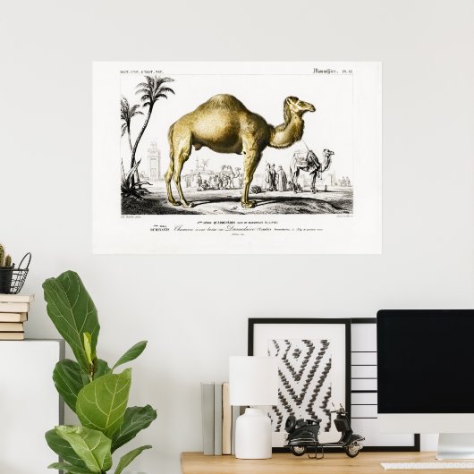  illustratie van een Camel Poster (Thuiskantoor)