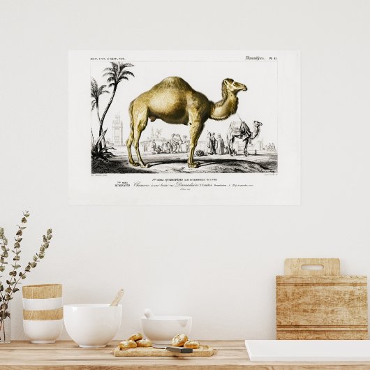  illustratie van een Camel Poster (Keuken)