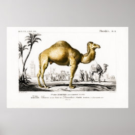 illustratie van een Camel Poster