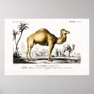  illustratie van een Camel Poster
