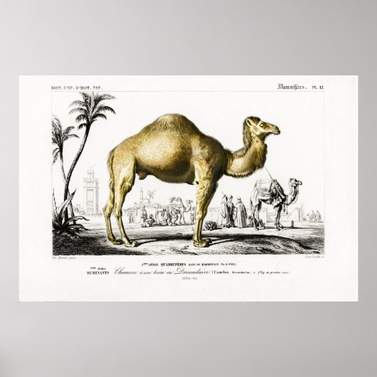 illustratie van een Camel Poster (Voorkant)