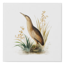  illustratie van een Euraziatische Bittern