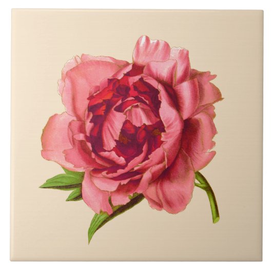 illustratie van een grote koraalroze pony tegeltje (Voorkant)