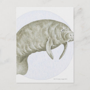 Illustratie van een lamantijn (Trichechus sp.) Briefkaart