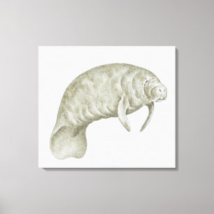 Illustratie van een lamantijn (Trichechus sp.) Canvas Afdruk