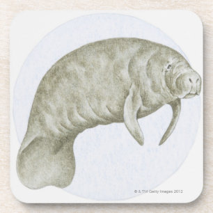 Illustratie van een lamantijn (Trichechus sp.) Drankjes Onderzetter