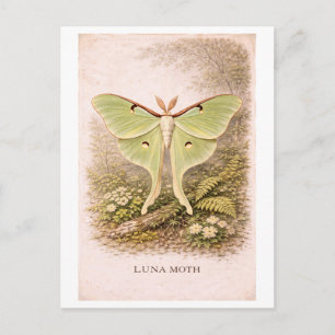 Illustratie van een luna-mot in vintage-stijl briefkaart