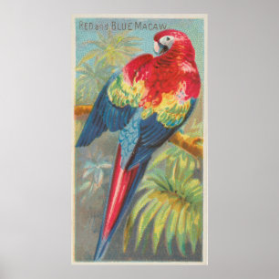  illustratie van een Macaw Parrot (1889) Poster