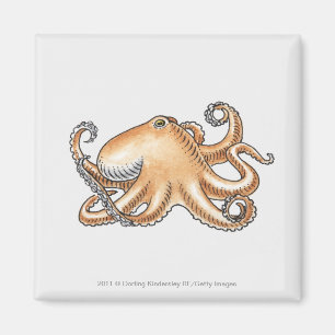 Illustratie van een octopus magneet