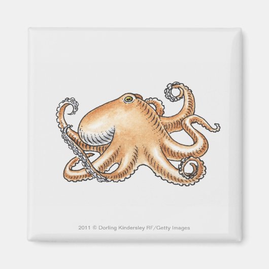 Illustratie van een octopus magneet (Voorkant)