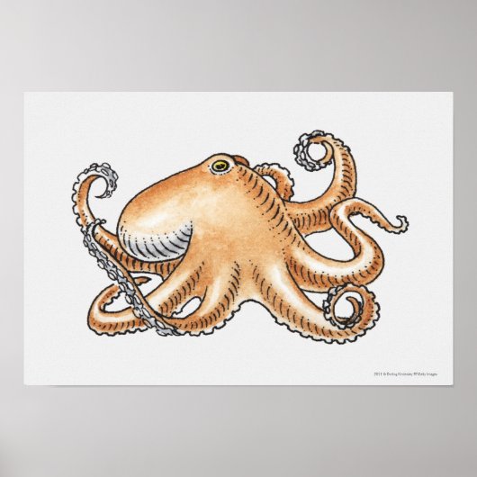 Illustratie van een octopus poster (Voorkant)