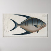 illustratie van een Palometa-vis (1785) Poster (Voorkant)