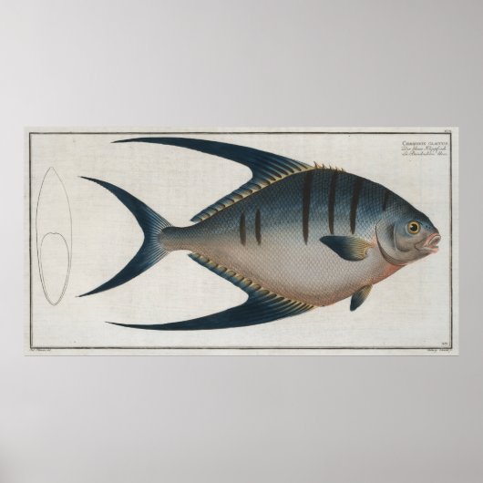  illustratie van een Palometa-vis (1785) Poster (Voorkant)