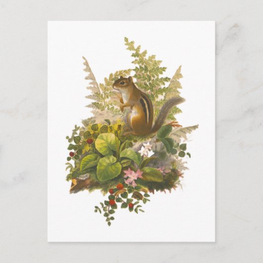  illustratie van een Schattige Chipmunk Briefkaart (Voorkant)