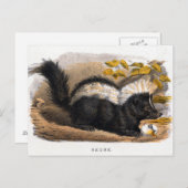  illustratie van een Skunk Briefkaart (Voorkant / Achterkant)