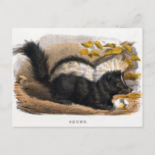  illustratie van een Skunk Briefkaart