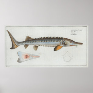 illustratie van een Sturgeon (1785) Poster