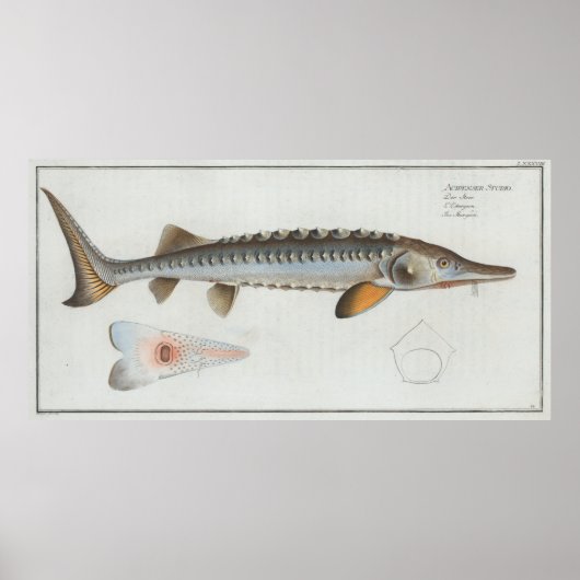  illustratie van een Sturgeon (1785) Poster (Voorkant)