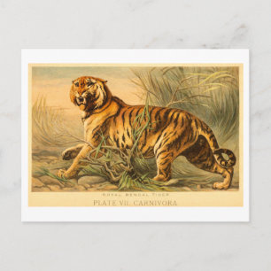 Illustratie van een vintage Bengaalse tijger Briefkaart