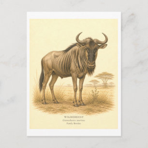 Illustratie van een wildebeest in vintage-stijl briefkaart