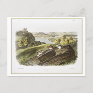  illustratie van een witte-voetmuis briefkaart