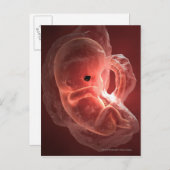 Illustratie van een zich ontwikkelend embryo briefkaart (Voorkant / Achterkant)