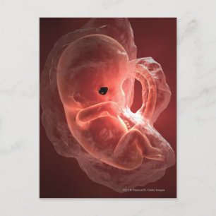 Illustratie van een zich ontwikkelend embryo briefkaart