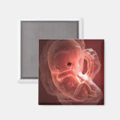 Illustratie van een zich ontwikkelend embryo magneet (Voorkant / Achterkant)