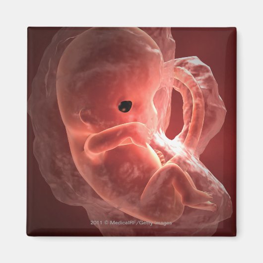 Illustratie van een zich ontwikkelend embryo magneet (Voorkant)