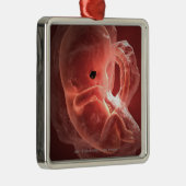 Illustratie van een zich ontwikkelend embryo metalen ornament (Rechts)