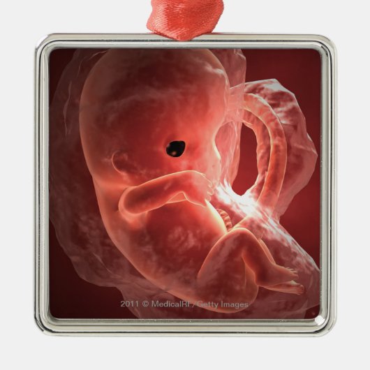 Illustratie van een zich ontwikkelend embryo metalen ornament (Voorkant)
