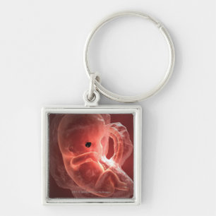 Illustratie van een zich ontwikkelend embryo sleutelhanger