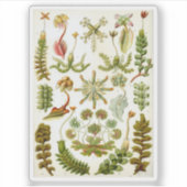 Illustratie van Ernst Haeckel van Levermos Sticker (Voorkant)
