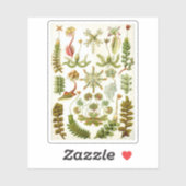 Illustratie van Ernst Haeckel van Levermos Sticker (Vel)