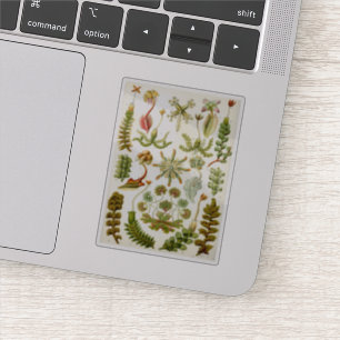 Illustratie van Ernst Haeckel van Levermos Sticker