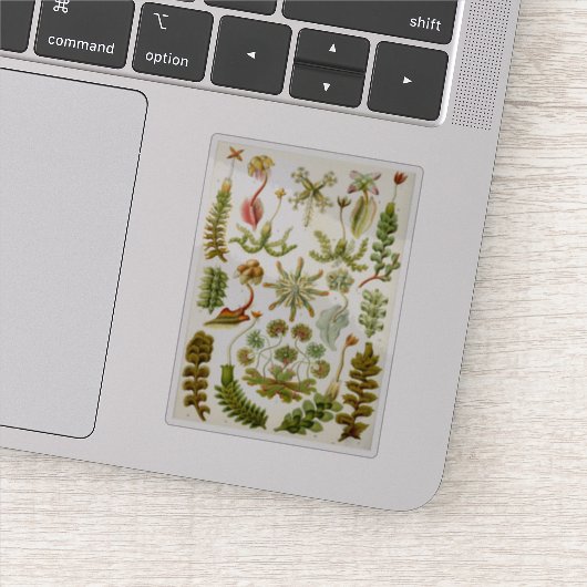Illustratie van Ernst Haeckel van Levermos Sticker (Detail)