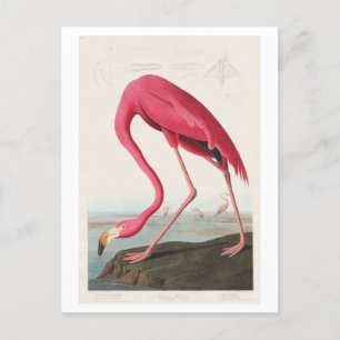 Illustratie van Flamingo door John James Audubon Briefkaart