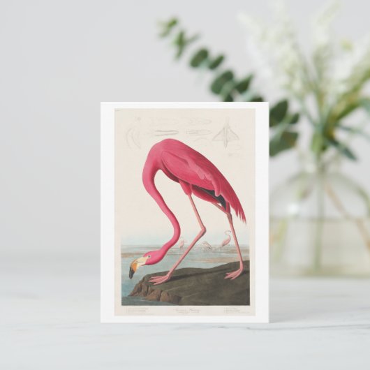 Illustratie van Flamingo door John James Audubon Briefkaart (Staand voorkant)