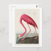 Illustratie van Flamingo door John James Audubon Briefkaart (Voorkant / Achterkant)