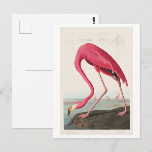 Illustratie van Flamingo door John James Audubon Briefkaart (Voorkant / Achterkant)
