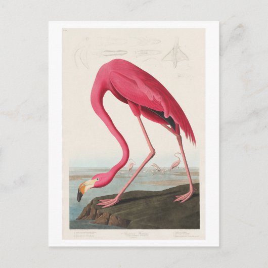Illustratie van Flamingo door John James Audubon Briefkaart (Voorkant)