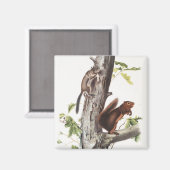 Illustratie van Fremont's eekhoorn en zeekhoorn Magneet (Voorkant / Achterkant)